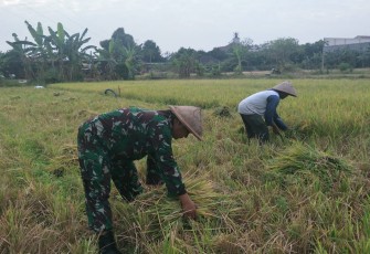 Sertu Sugiyarto Turun kesawah bantu petani