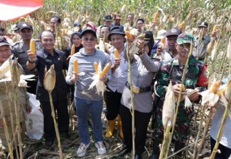 Bupati Bengkulu Selatan Gusnan Mulyadi Panen Jagung Bersama Petani 