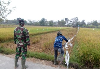 Tak Ingin Gagal Panen Satgas TMMD Usir Burung Disawah 