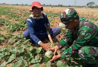 Ajarkan Budidaya Blewah Kepada Warga Sasaran TMMD
