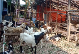 Hewan Kurban Kambing Yang siap di perdagangkan