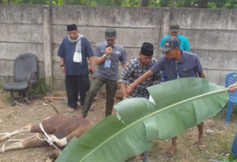 Ribuan Kupon Qurban Bank Jambi Dibagikan ke Fakir Miskin