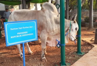 Hewan Qurban dari Presiden RI di Jakarta Islamic Center