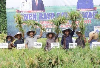 Panen Padi di Desa Serdang