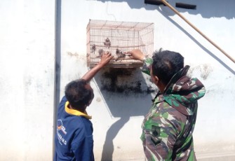Riyanto Berharap Jalak Suren Harganya Naik Setelah Jalan Di Beton Kodim Klaten