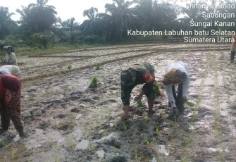Babinsa Terus Dampingi Para Petani