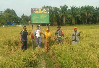  Babinsa Ramil 08 RP Sertu Jurus Kudadiri Dampingi Kegiatan Memanen Padi 