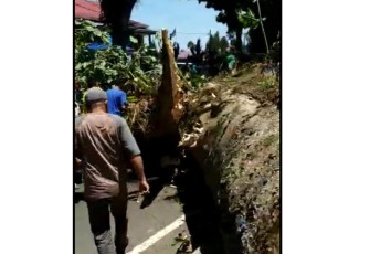 Pohon Tumbang 