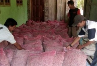 Bantuan Benih Bawang Merah 