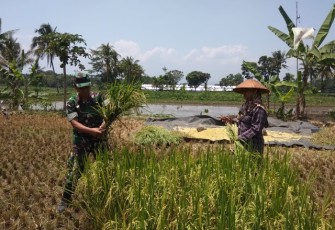 Dukung Ketahanan Pangan Babinsa Ikut Panen Padi 