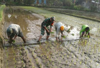 Semangat Babinsa Gentan Terjun ke Sawah Bantu Petani  
