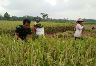 Bentuk Kemanunggalan TNI Dan Rakyat Babinsa Bantu Panen Padi 