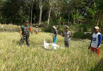 Upaya Khusus Babinsa Dampingi Petani Panen Padi  