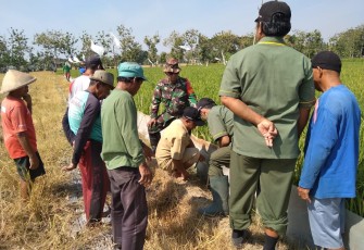 Babinsa Wonosari Lakukan Simulasi Geropyokan Tikus Bersama Petani