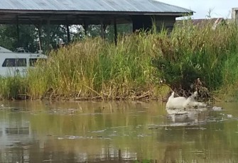 Bangkai babi yang hanyut ke Sungai Singkil.