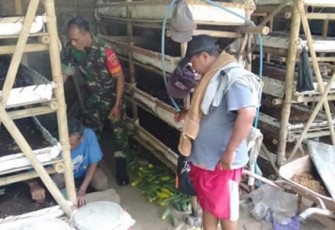 Babinsa Manisrenggo Sambangi Lokasi Budidaya Cabe