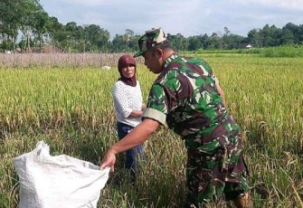 Babinsa Dampingi Petani Panen Padi 