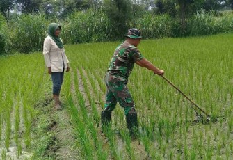 Babinsa Dampingi Petani Rawat Tanaman Padi   