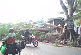 Kondisi Pohon Tumbang 