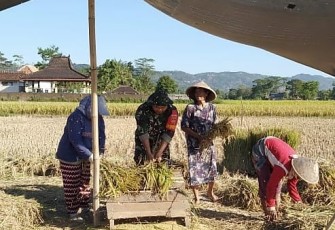 Babinsa Panen Padi Bersama Petani