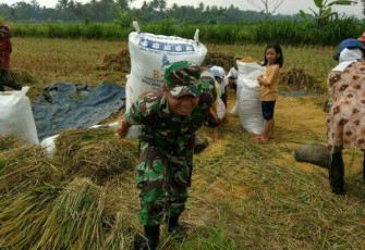 Babinsa Desa Barukan Mengikuti Giat Panen Padi