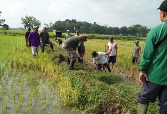 Babinsa Wonosari Terjun Kesawah Geropyokan Tikus Bersama Petani 