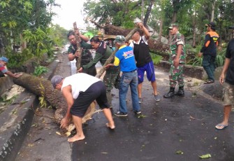TNI Bersama Masyarakat Dan Relawan Mengevakuasi Pohon Tumbang    