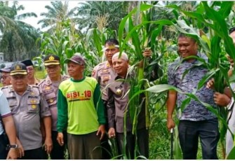 Bupati dan Kapolres Asahan Panen Jagung Hibrida