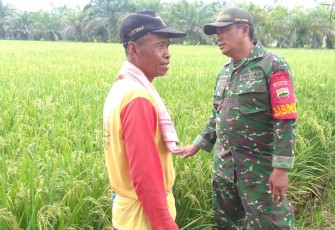 Pendampingan Hanpang Terus Dilakukan Babinsa Kodim 0209/LB