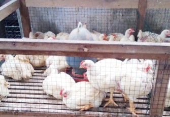 Ayam Potong