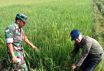 Camat Teupah Barat Pantau Tanaman Padi Desa Leubang Hulu
