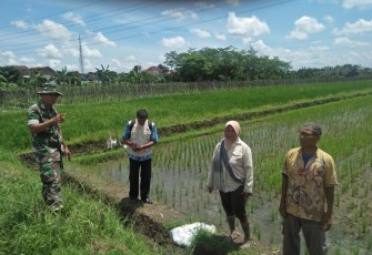Upaya Khusus Babinsa Tingkatkan Hasil Pertanian Warga