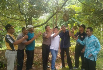 Durian Bawor Jadi Buah Unggulan di Desa Sumber