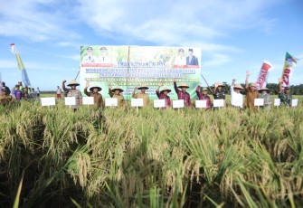 Gubernur Sumut Ikuti Gerakan Panen Padi