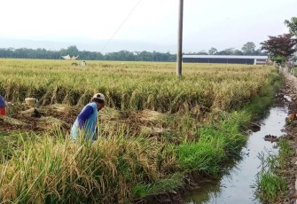 Berkah TMMD Bagi Warga Pantirejo
