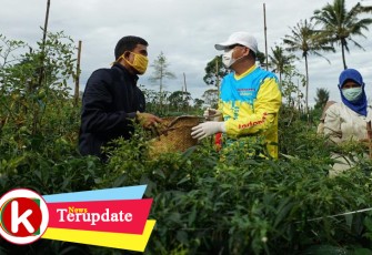 Gubernur Bengkulu Rohidin Mersyah saat ikut memanen sayur