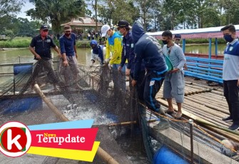 Gubernur Bengkulu Rohidin Mersyah saat ikut memanen ikan