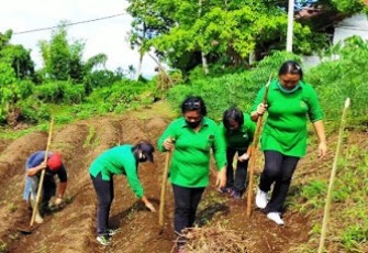 Babinsa dan Persit Ranting 2 Koramil 1310-01/Bitung Kerjasama Ciptakan Hanpangan