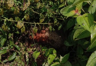 Diduga Jejak Kaki Harimau