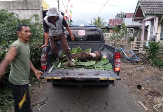 Babi Hutan Mengamuk Dipemukiman Ditembak Polisi