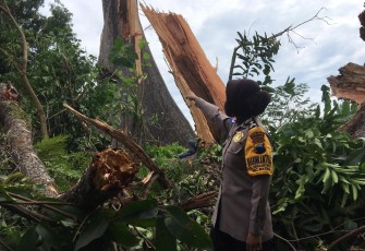 Anggota Polsek Batang Kota meninjau lokasi Randu besar yang terletak dibelakang Balai Desa Denasri Wetan tumbang. Kamis (29/10/2020).  