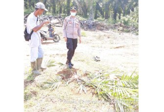 Terima Laporan Pengrusakan Tanaman Sawit Polsek Teramang Jaya Lakukan Penyelidikan