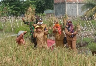  Plt Walikota Bengkulu Dedy Wahyudi Ikut Turun Kesawah 