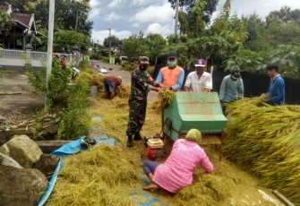 Babinsa Glonggong Koramil 13 Sambi Kodim0724/Boyolali Sertu Wahyono turut serta membantu pelaksanaan panen padi jenis Inpari di lahan milik warga binaannya Bapak Dwi di Dukuh Krajan Rt 01/04 Desa Glonggong Kecamatan Nogosari Kabupaten Boyolali.Rabu (10/02).
