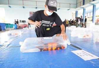Pamerkan 449 Ikan Pecinta Koi Sultra Rebut Piala Pangdam XIV/Hsn dan Hadiah Rp 30 Juta