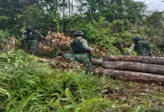 Satgas Pamtas RI-MLY Yonif 407/PK kembali menemukan puluhan kubik kayu hasil illegal logging di hutan Nanga Seran, Kecamatan Ketungau Tengah, Kabupaten Sintang, Kalimantan Barat.