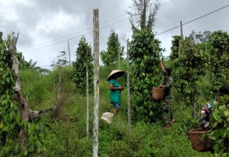Satgas Pamtas Yonif 407/PK membantu memanen Lada milik warga Kampung Sei Beruang, Ds. Sei Tekam, Kec. Sekayam, Kab. Sanggau, Kalimantan Barat. Kamis (11/03/2021).