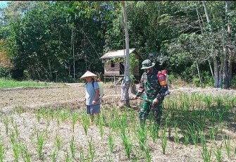 Babinsa Koramil 1206-06/Putussibau Utara Bersinergi Dengan Masyarakat Melaksanakan Penyemprotan Hama Tanaman