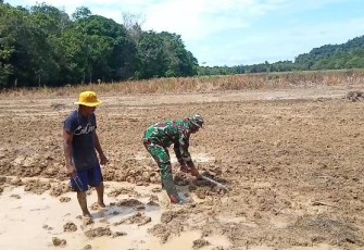 Babinsa Bantu Petani Mengolah Sawah Di Desa Binaannya
