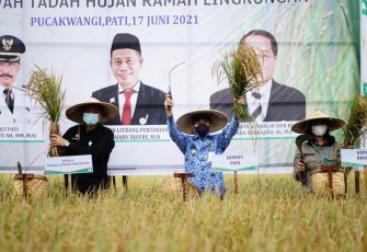  Panen Demfarm Padi Sawah Tadah Hujan Ramah Lingkungan 